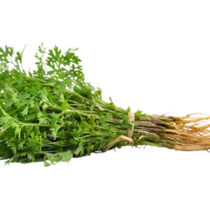 Fresh Desi Coriander Leaves (Desi Dhaniya)